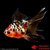 achat poisson rouge voile de chine fantail calico 1