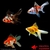 achat poisson rouge voile de chine fantail assortis