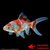 CARASSIUS AURATUS-COMETE SARASA