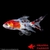 CARASSIUS AURATUS-SHUBUNKIN