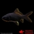 CARASSIUS AURATUS-COMETE NOIRE