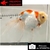 Carassius auratus- Japonais sur photo 5000246