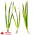 plantes aquarium eau froide valisneria gigantea 2