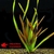 plantes aquarium eau froide valisneria gigantea
