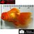 Carassius auratus- Japonais sur photo 5000226
