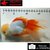 Carassius auratus- Japonais ORANDA sur photo 5000236