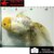 Carassius auratus- Japonais ORANDA sur photo 5000246