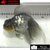 Carassius auratus- Japonais ORANDA sur photo 5000266