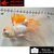 Carassius auratus- Japonais TELESCOPE sur photo 5000496