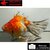 Carassius auratus- Japonais RYUKIN sur photo 5000516