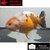 Carassius auratus- Japonais RANCHU sur photo 5000576