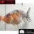 Carassius auratus- Japonais RANCHU sur photo 5000586