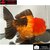 Carassius auratus- Japonais ORANDA sur photo 5000356