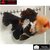 Carassius auratus- Japonais ORANDA sur photo 5000376