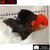 Carassius auratus- Japonais ORANDA sur photo 5000396