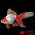 achat poisson rouge voile de chine fantail rouge et blanc