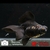 poisson rouge-voile de chine-telescope-demekin 2-11-0708