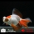 poisson rouge-voile de chine-telescope-demekin 2-04-0708