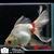 poisson rouge-voile de chine-fantail 4-05-1516