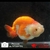 poisson rouge-voile de chine-lionchu 3-03-0708