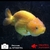 poisson rouge-lionchu-voile de chine 1-03-0910