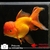 poisson rouge-voile de chine-oranda 4-07-1415