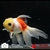 poisson rouge-oranda-tête de lion-voile de chine 2-12-0708