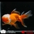 poisson rouge-oranda-tête de lion-voile de chine 2-05-0910