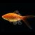 carassius-auratus-comete-rouge