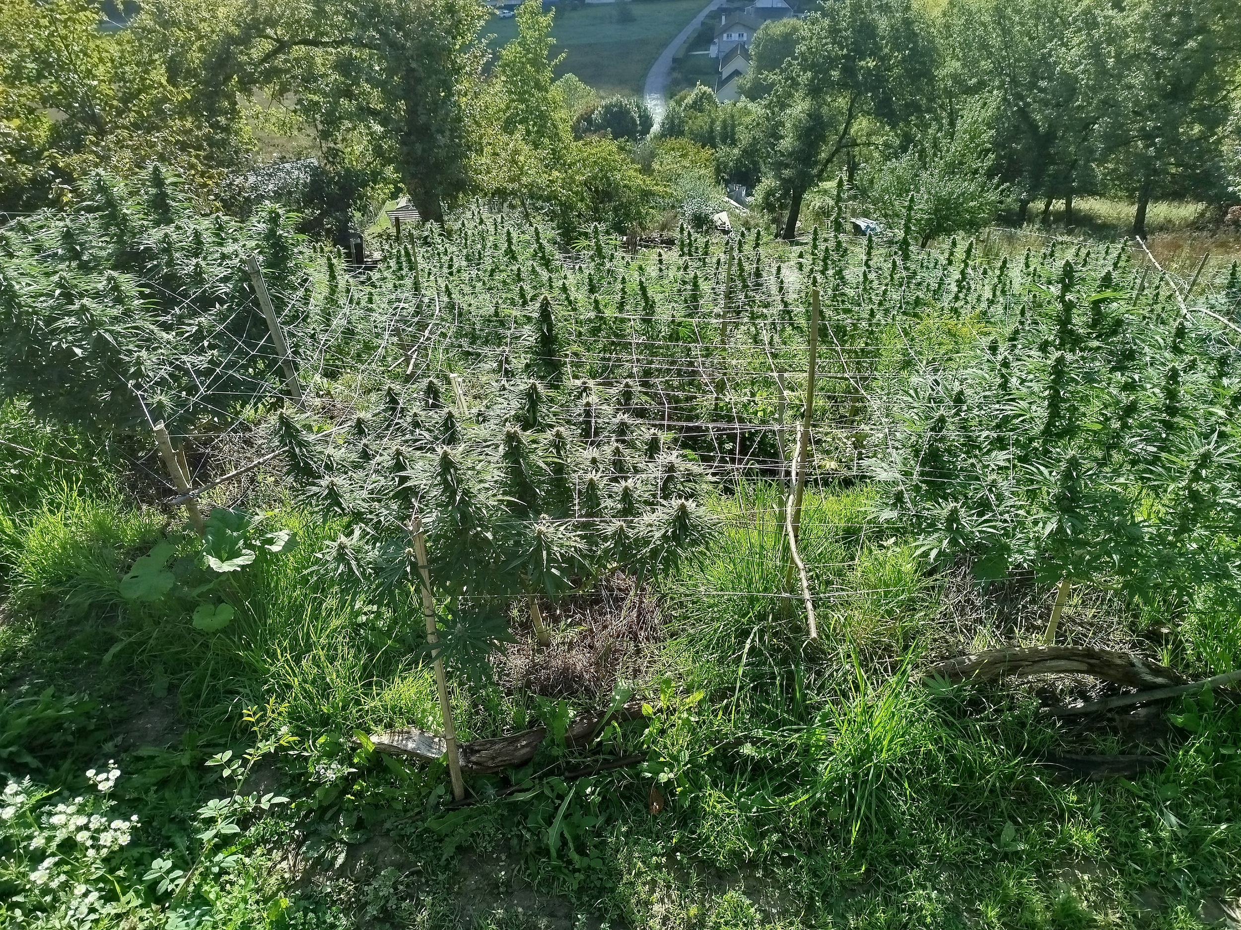 ad mg scrog plein champ