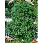 plantsCO vu de haut -1-2K25