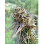 MG -2K24-fleur solo