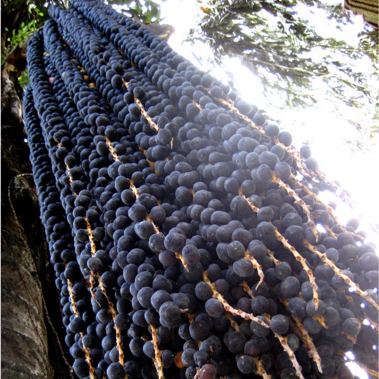 comment-pousse-les-baies-d-acai-la-brigade-des-epices