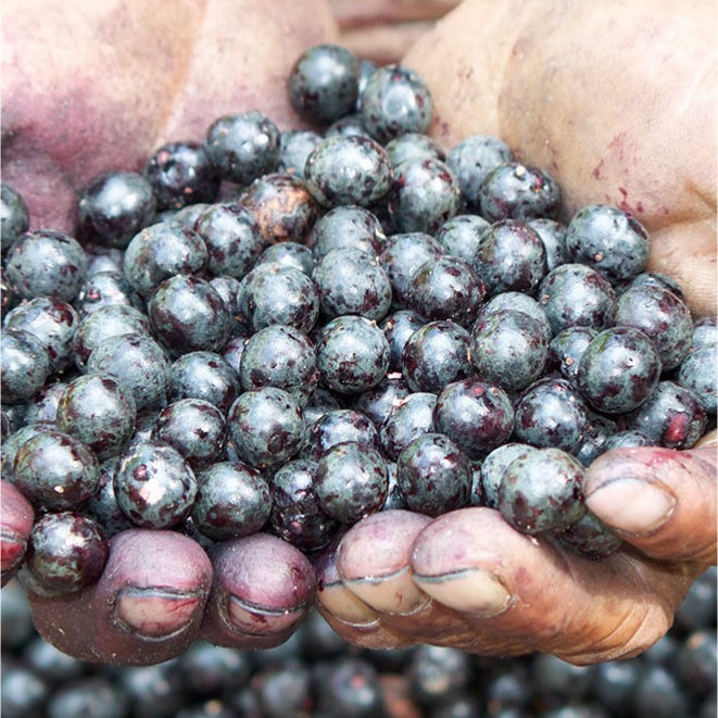 baies-açai-du-brésil-la-brigade-des-epices