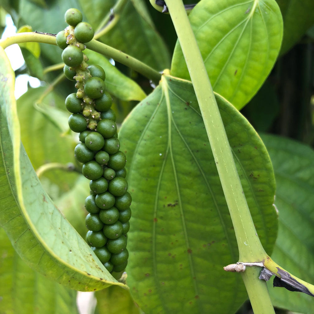 poivre-du-bresil-plantation-la-brigade-des-epices-zoom