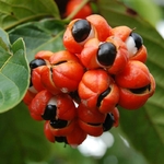 guarana-bio-bresil-la-brigade-des-epice