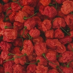 carolina-reaper