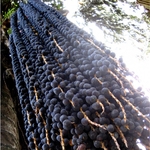 comment-pousse-les-baies-d-acai-la-brigade-des-epices