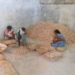 triage-du-gingembre-en-inde-la-brigade-des-epices-zoom
