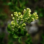 clou-de-girofle-plante-la-brigade-des-epices-zoom