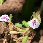 fruit-de-cardamome-verte-la-brigade-des-epices-zoom