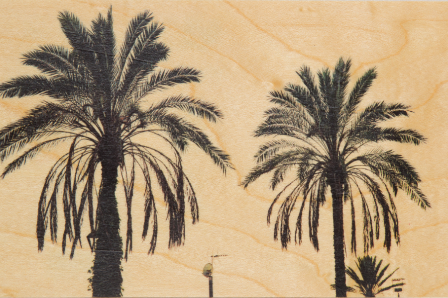photos palm