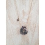 Collier acier Luna (12)