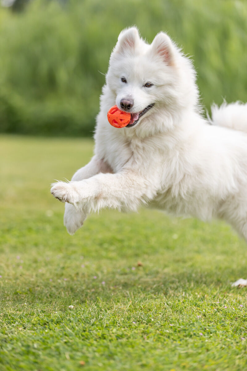 PHO_PRO_DOG_33543-4_#SALL_#AWK_#V1