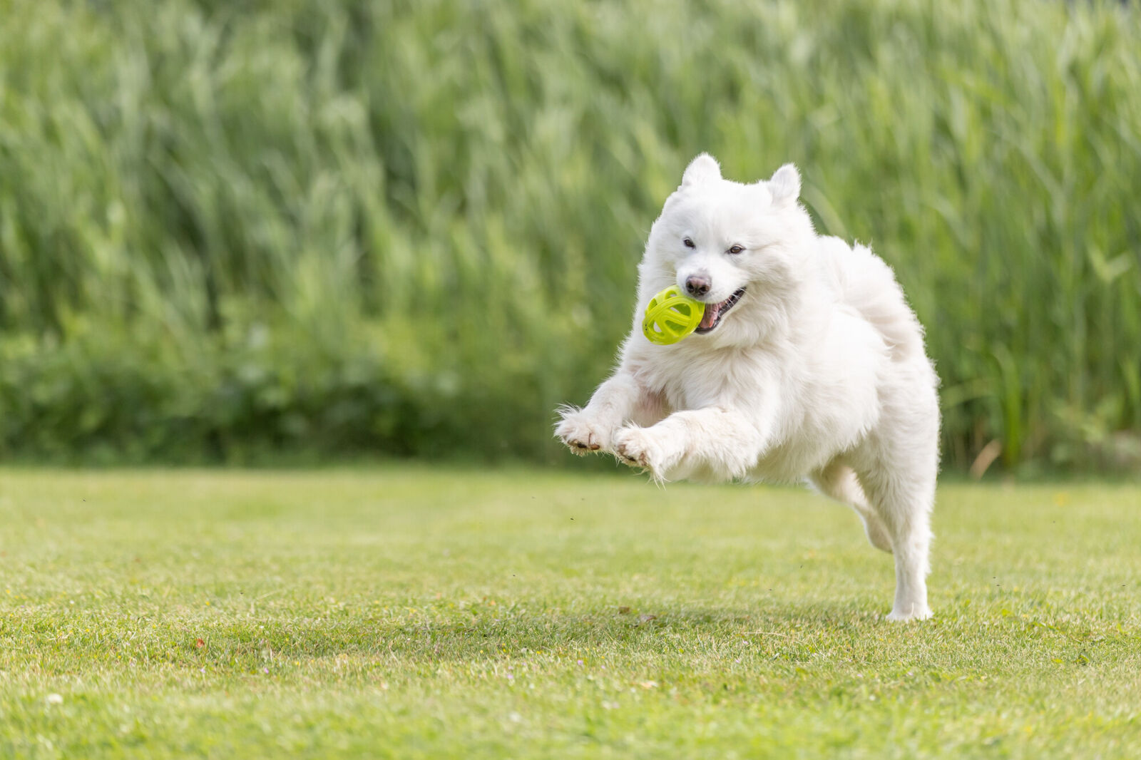 PHO_PRO_DOG_33544-1_#SALL_#AWK_#V1
