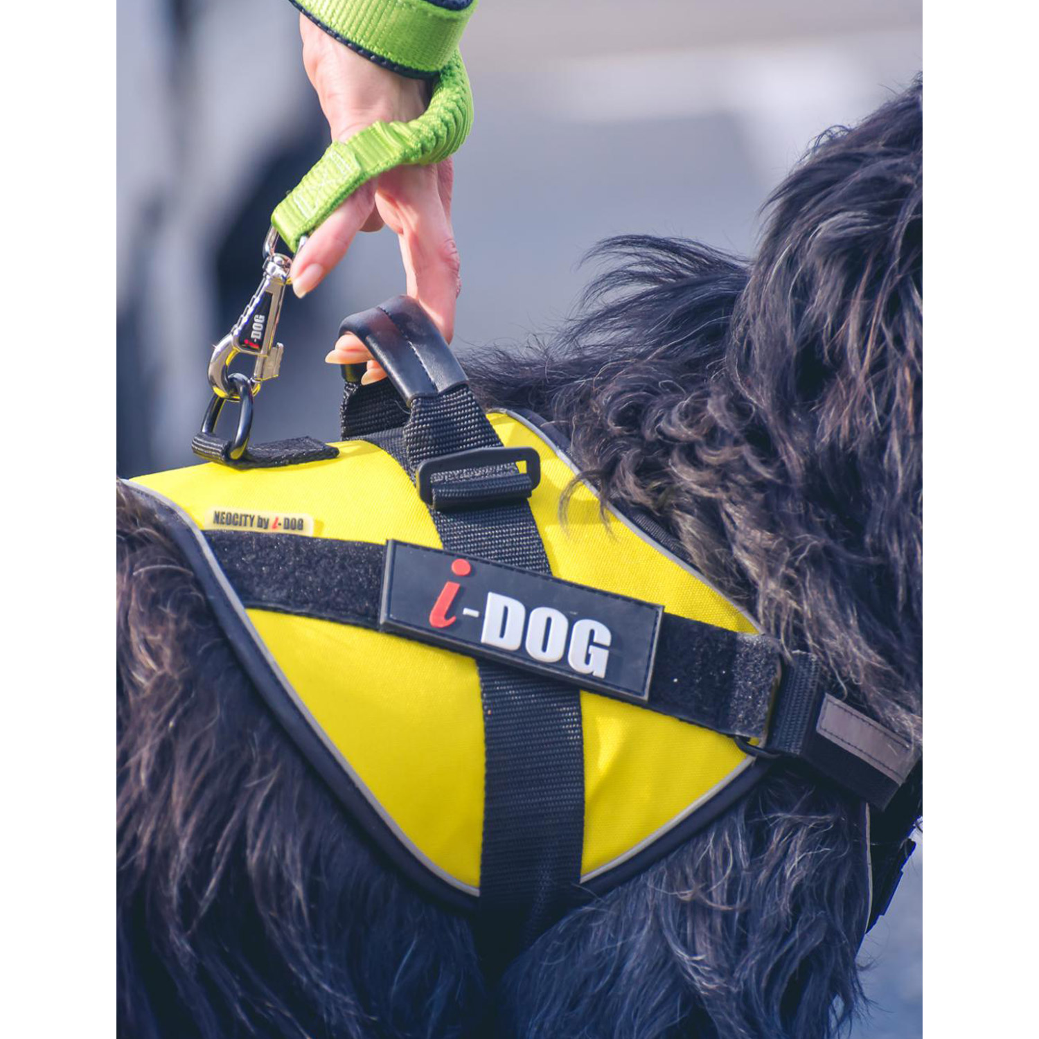 photo-pres-harnais-neocity-I-DOG-05
