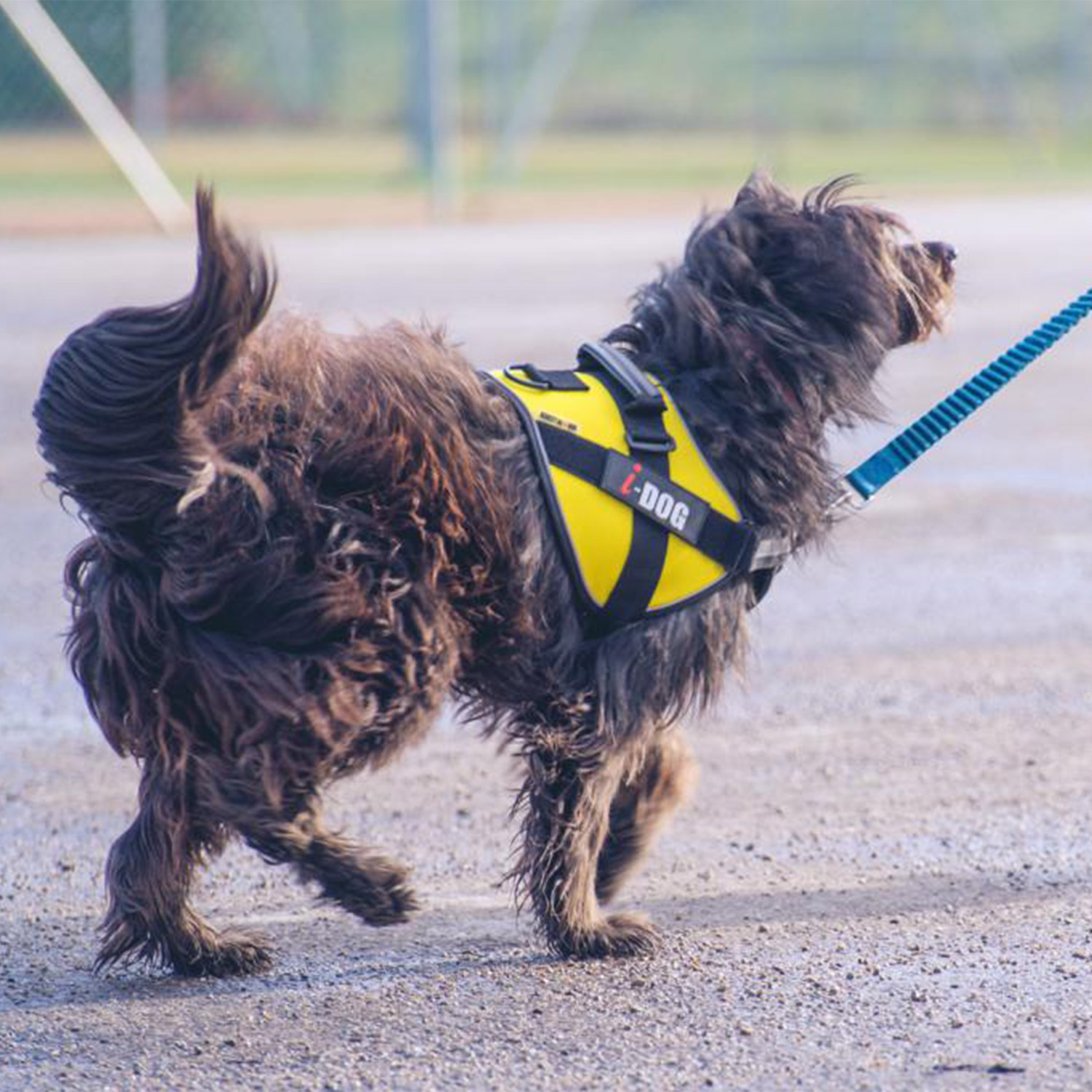 photo-pres-harnais-neocity-I-DOG-04