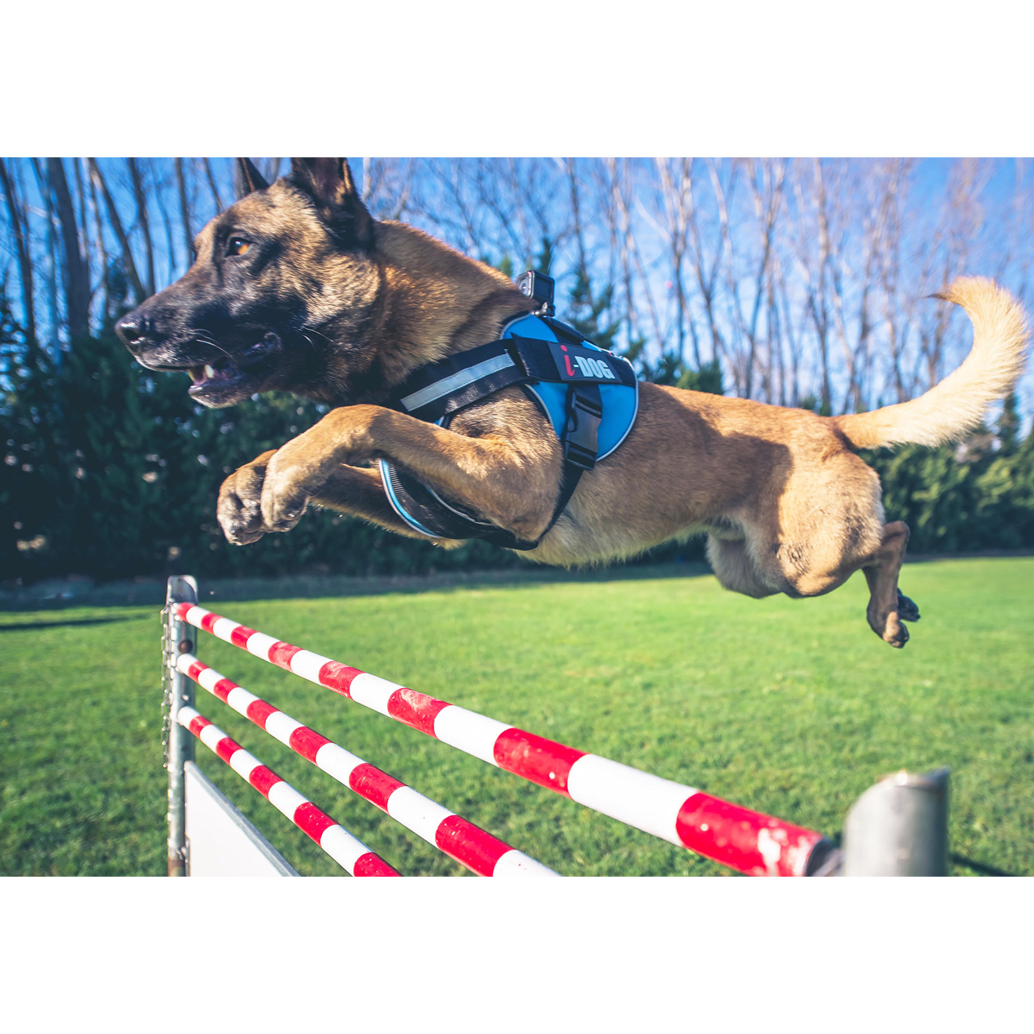 photo-pres-harnais-neocam-I-DOG-06
