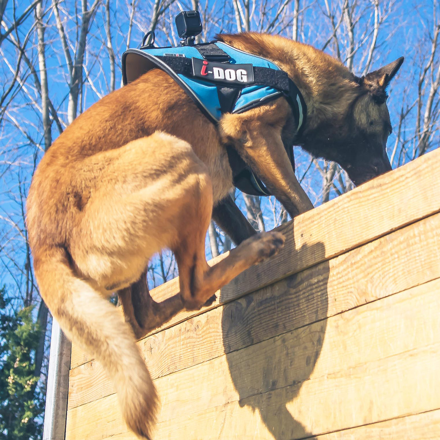 photo-pres-harnais-neocam-I-DOG-07