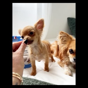 mini_bouchees_300x